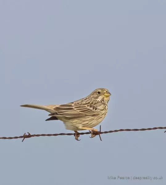 Rock Sparrow