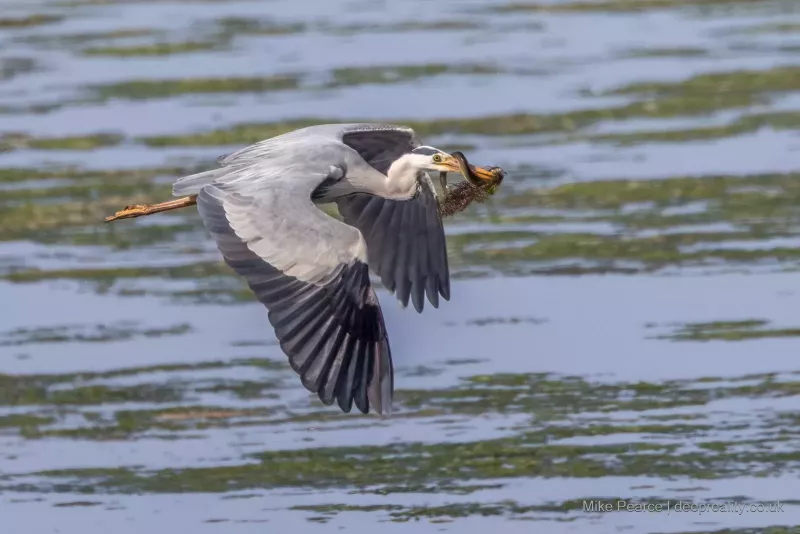 Grey Heron with Eel