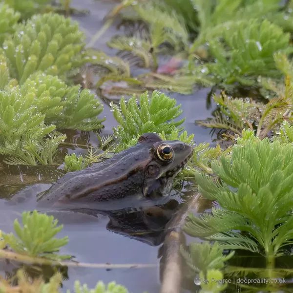 Frog sp?