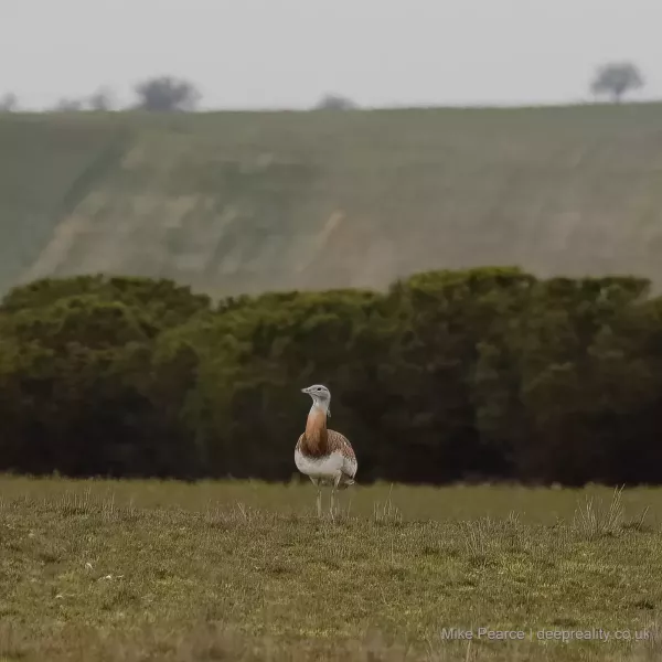 Great Bustard