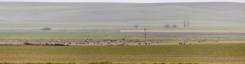 Common Crane