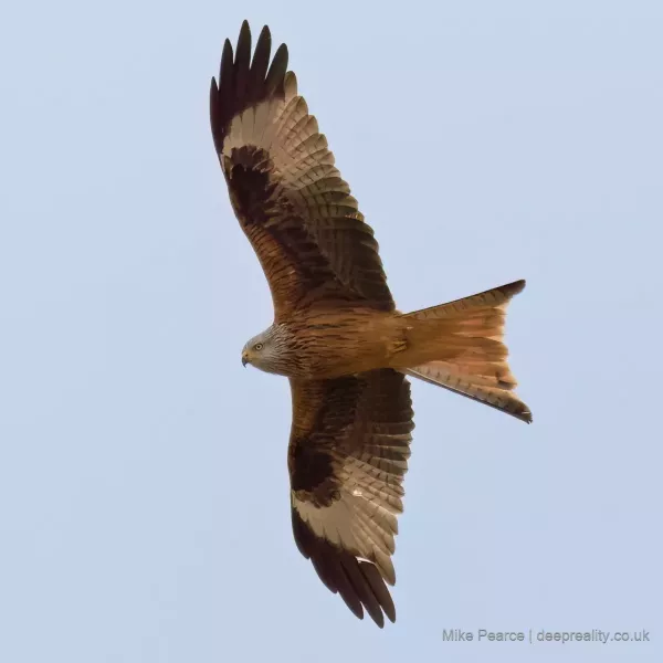 Red Kite
