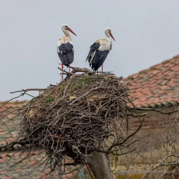 White Stork