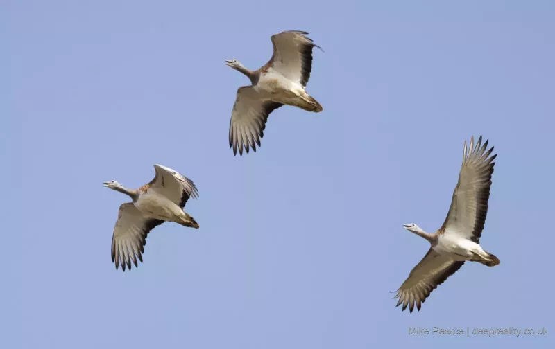 Great Bustard