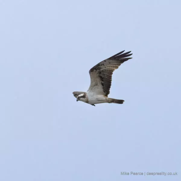 Osprey