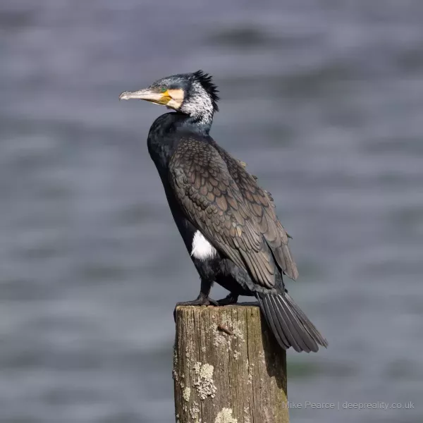 Cormorant