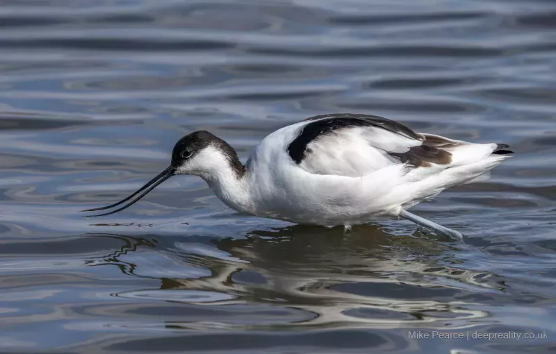 Avocet