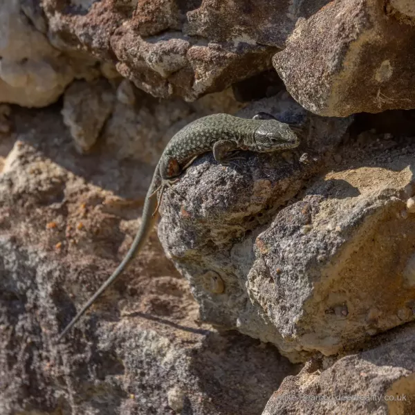 Lizard sp?