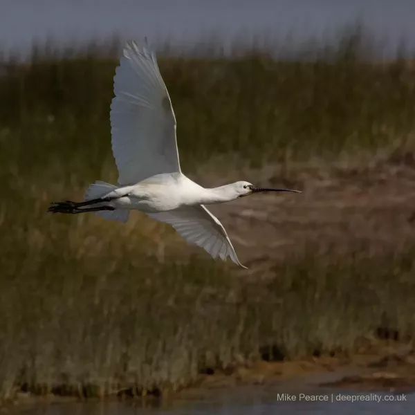 Spoonbill