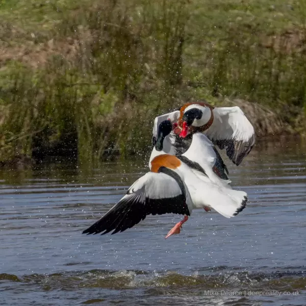 Shelduck in dispute