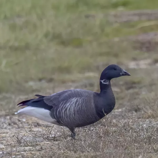 Brent Goose