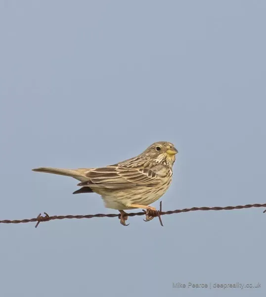 Corn Bunting