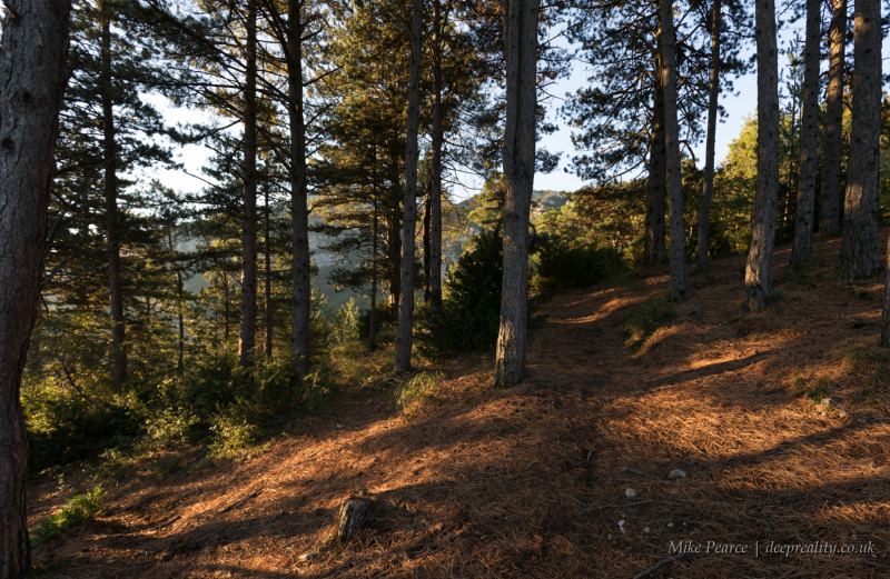 Pine forest | Verdon Gorge, France