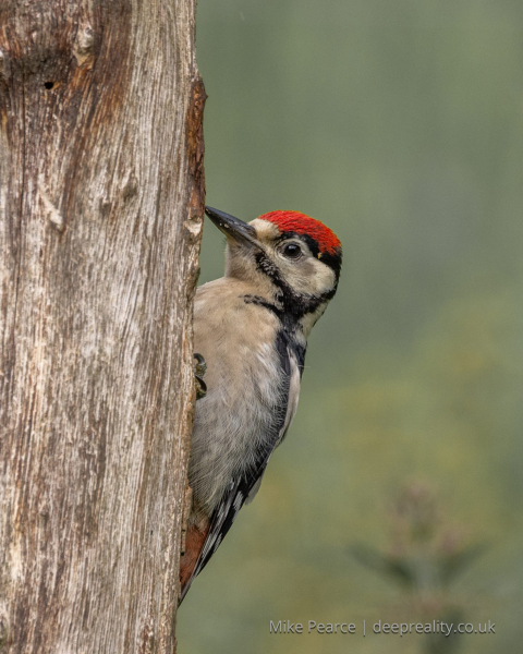 Great Spotted Woodpecker