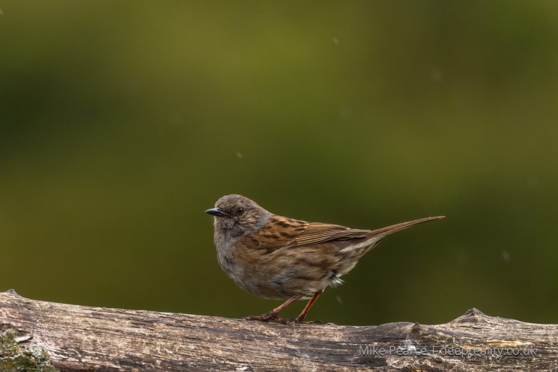 Dunnock