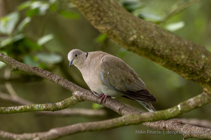 Collared Dove