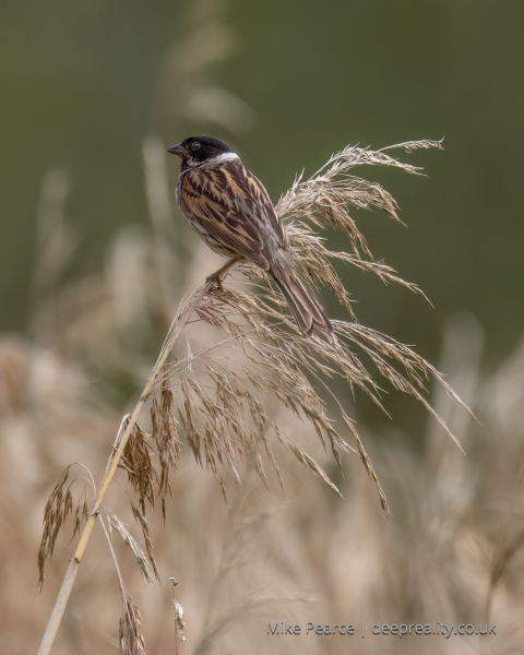 Reed Bunting (male)