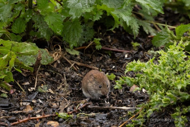 Bank Vole