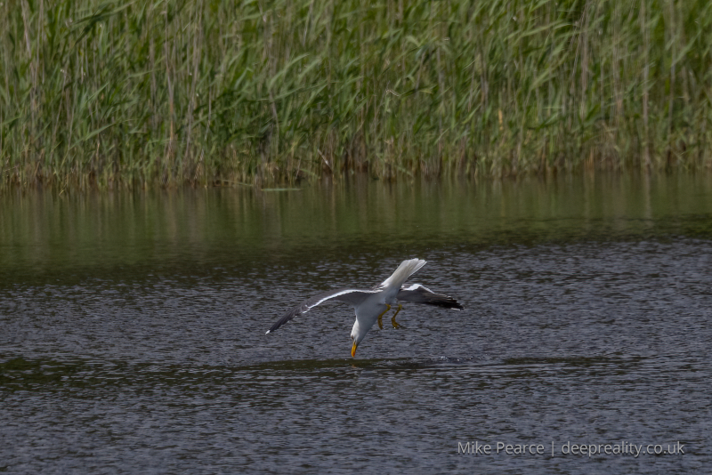 Lesser Black-backed gull diving