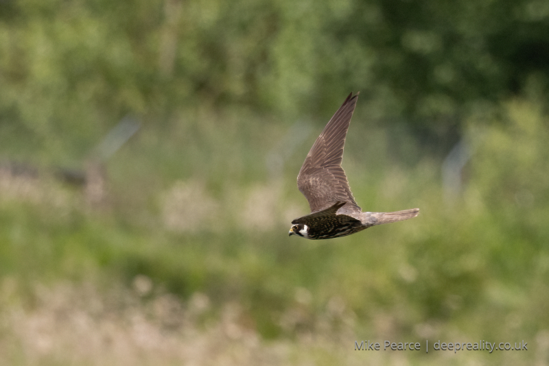 Hobby in flight