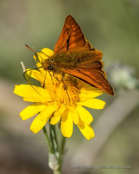 Large Skipper Butterfly