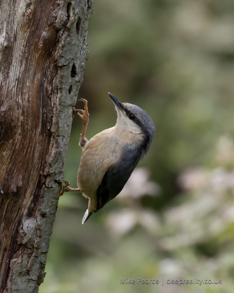 Nuthatch
