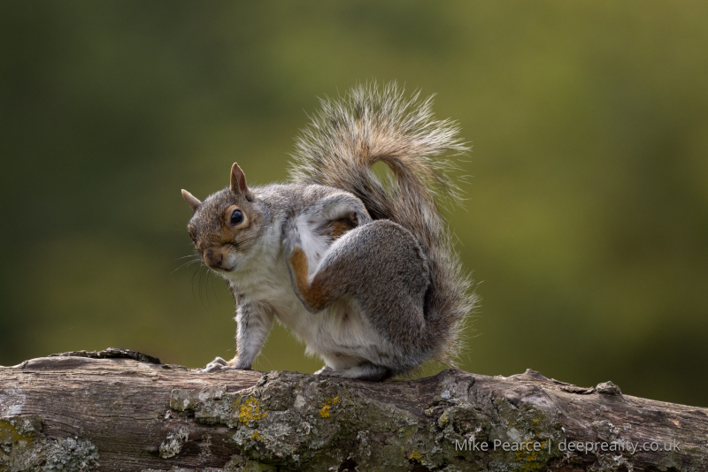 Grey Squirrel