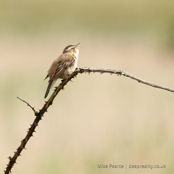 Sedge Warbler singing from a perch