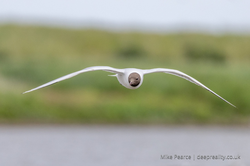 Black-headed Gull in flight