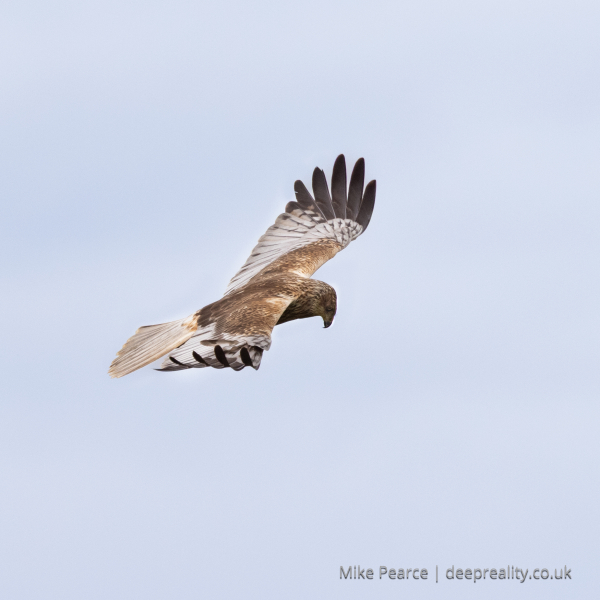 Marsh Harrier