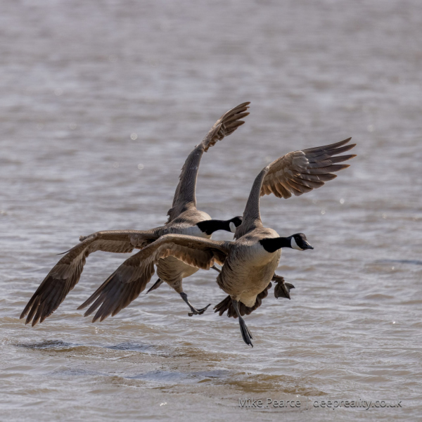Canada Geese in flight