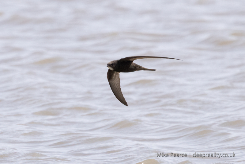 Swift in flight