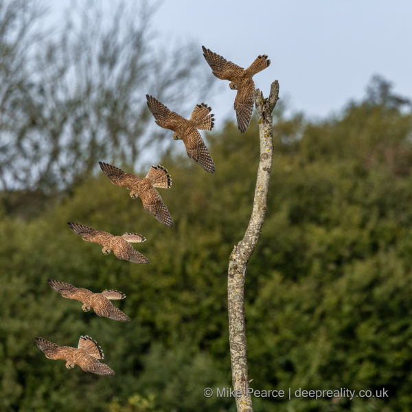 Kestrel Diving (composite image)