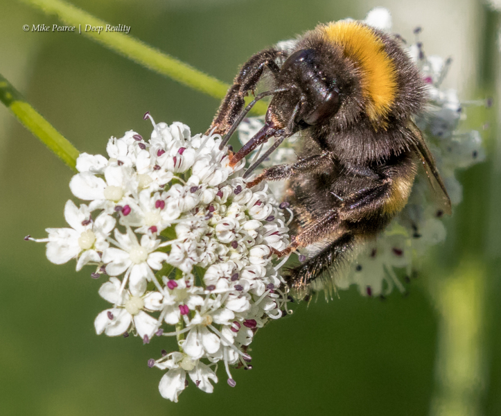 Buff-tailed Bumble Bee