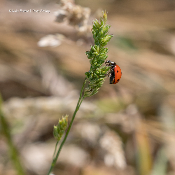 Ladybird