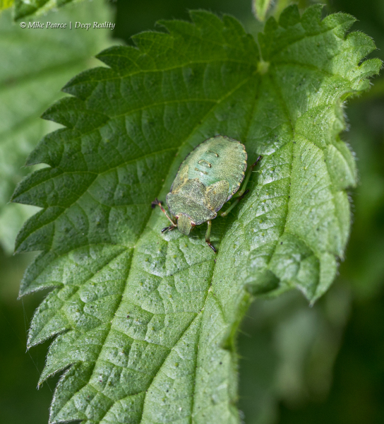 Hawthorn Shield Bug, nymph