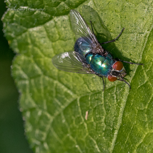 Irridescent fly