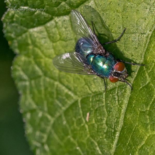 Fly - Lucilia sp.