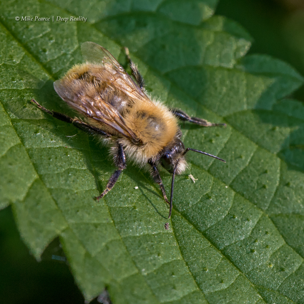 Bee, probably a Common Carder