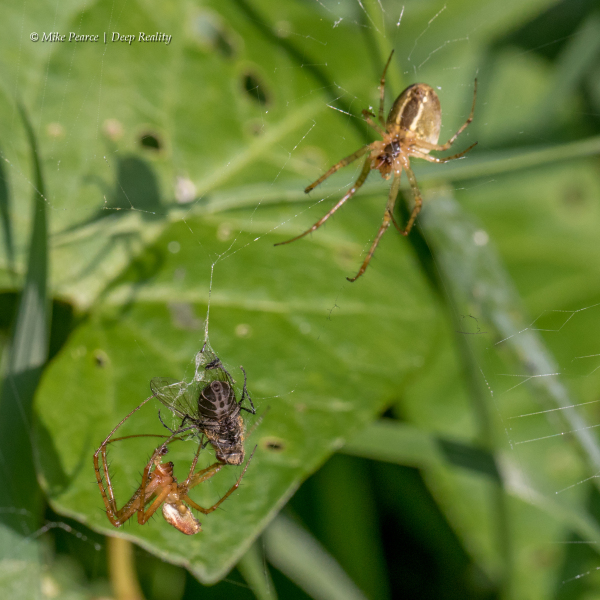 Spiders with fly in web