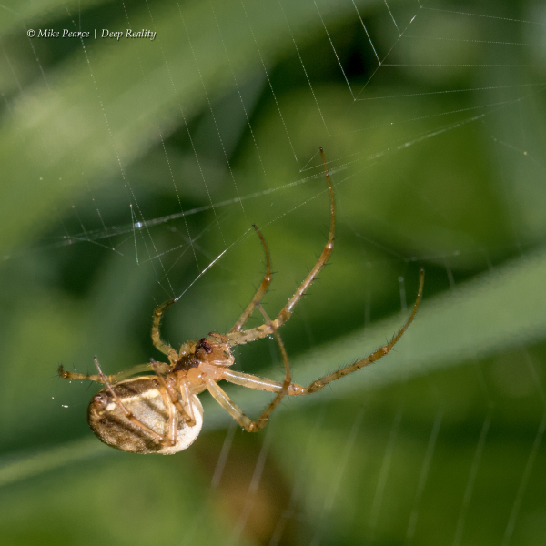 Spider on web
