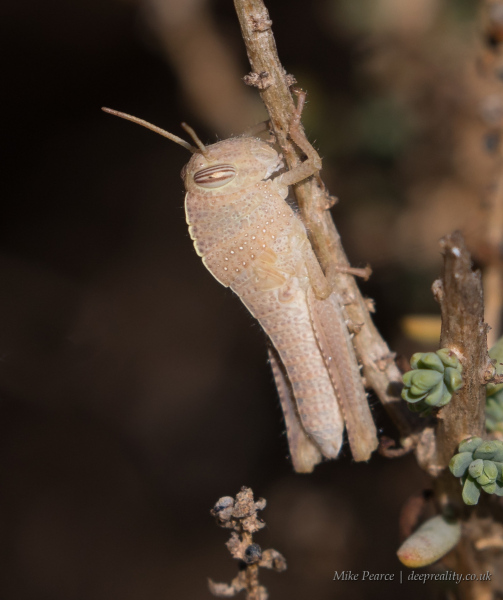 Egyptian grasshopper / Egytptian locust, nymph