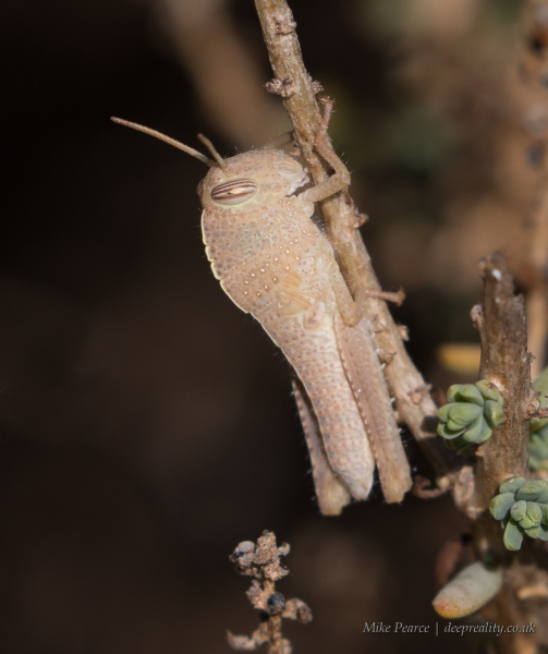Egyptian grasshopper / Egyptian locust, nymph