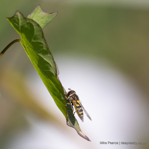 Hoverfly on leaf - RSPB Ham Wall
