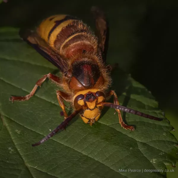 Hornet / RSPB Ham Wall