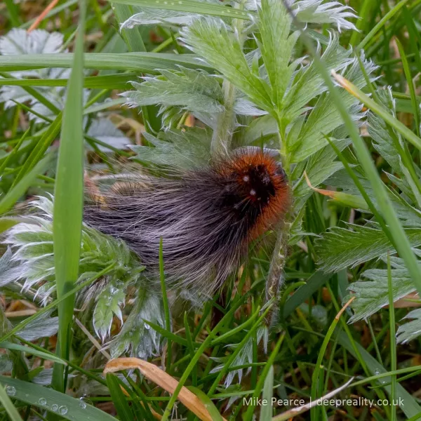 Garden Tiger Moth Caterpillar ('Woolly Bear')