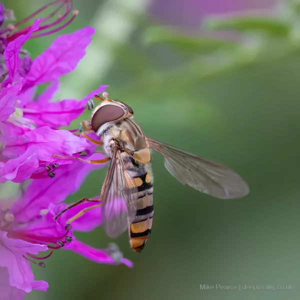 Marmalade Hoverfly