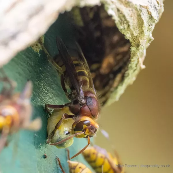 Hornet (with larvae?)