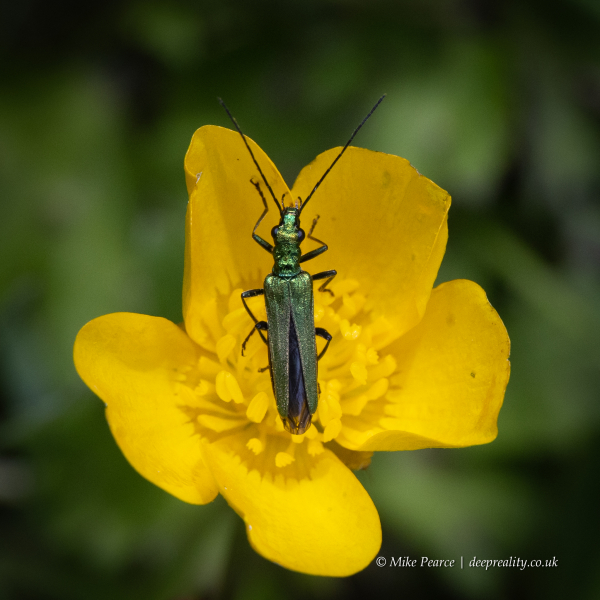 Swollen-thighed Beetle