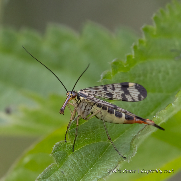 Scorpion Fly